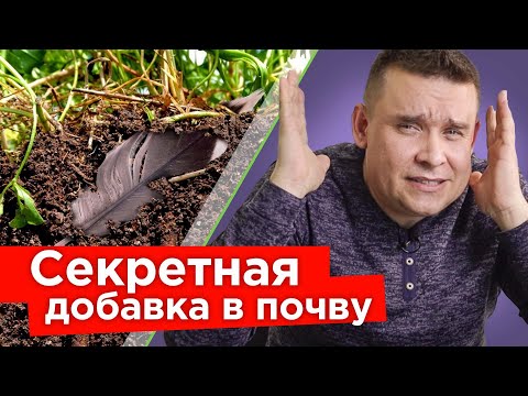 САМЫЕ ОМЕРЗИТЕЛЬНЫЕ УДОБРЕНИЯ для сада и огорода, от которых растения преображаются на глазах!