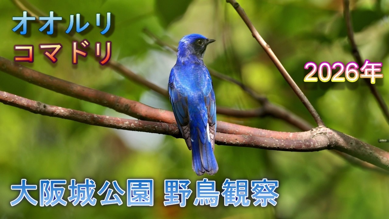 2026/4/14 大阪城公園 野鳥観察 【コマとオオルリが一瞬撮れたので