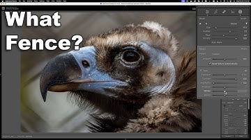 Minimize a Chain Link Fence in Lightroom – Zoo Photo Editing TIP