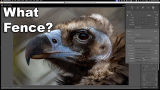 Minimize a Chain Link Fence in Lightroom – Zoo Photo Editing TIP