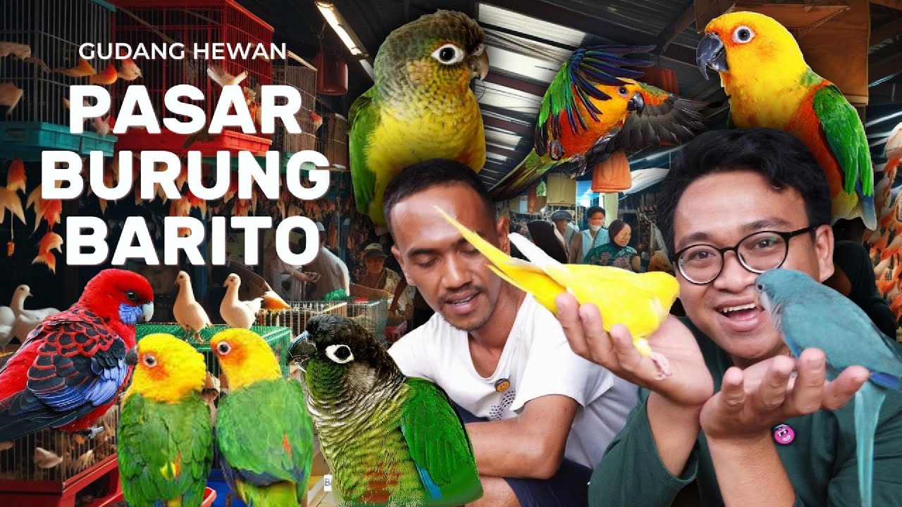 BORONG BURUNG DI PASAR HEWAN JAKARTA SELATAN ⁉️ GOKIL LENGKAP BANGET
