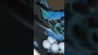 Blue Budgie bird gave four eggs | Budgie breeding success, Successful Budgie breeding formula Aviary