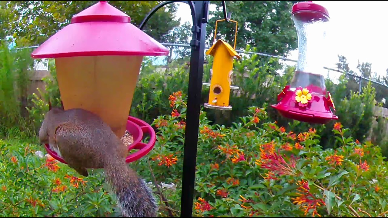 Fat Squirrel On Bird Feeder Again Youtube