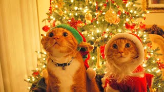 Sweater Weather - 1st Extreme of Christmas @Piggles616