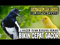 Suara burung kacer gacor canary  masteran kacer gacor full isian kenari  seketika ikut gacor