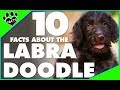 Labradoodle Dogs 101 - Labrador Retriever Poodle Mix