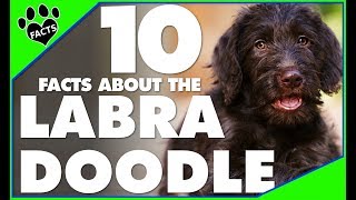 Top 10 Facts About Labradoodles Doodle Dogs 101