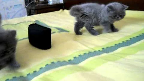 Watch the video about Rubirose Cattery - Blue Persians and Exotic