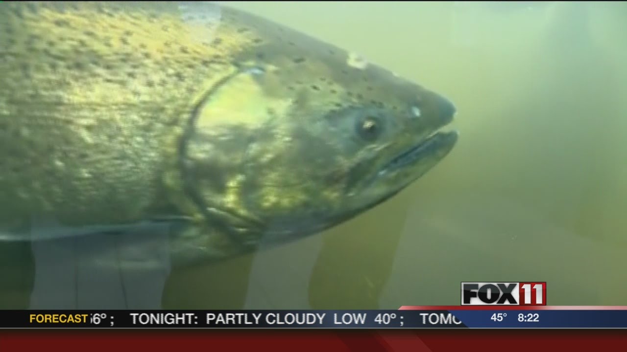 Salmon Run in Kewaunee YouTube Salmon Run in Kewaunee YouTube