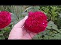 Роза Тесс . Rosa Tess . Английские розы . Розы Дэвида Остина .