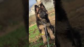 From Puppy to Beast 😍 Stella’s Incredible Transformation!