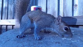 Family of Squirrels with Babies eating Quaker Oats up close | Squirrels talking and Chattering