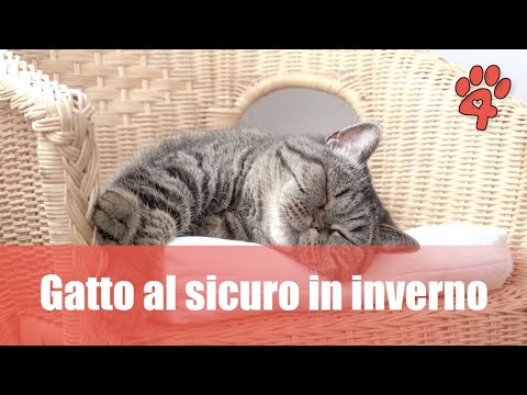 Video: Come mantenere il tuo gatto al sicuro
