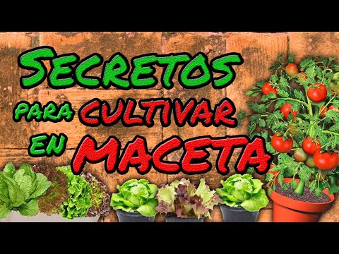 Video: Cómo Plantar En Maceta