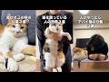 猫飼ってる人にしかワカラナイ6連発