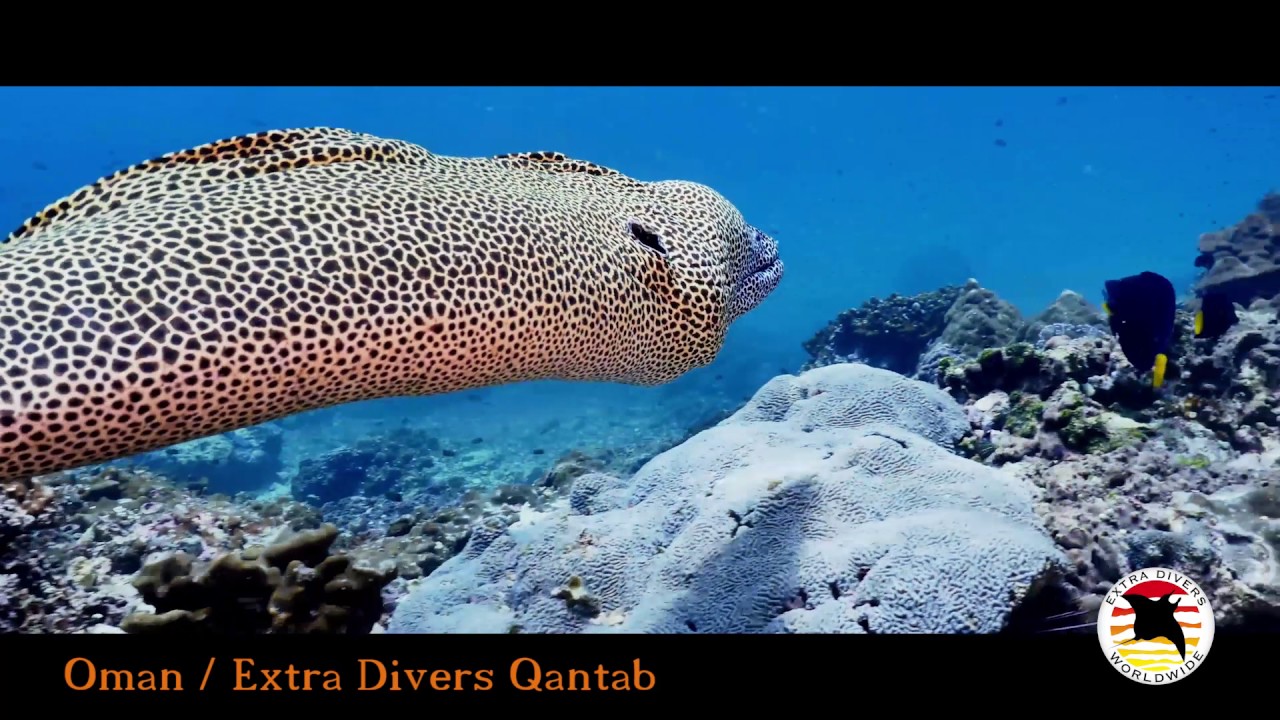 Extra Divers: Qantab / Oman