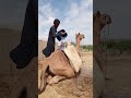 يتم سقاية الجمل بوضع قطعة قماش فوقه ثم يجلس على الرمل