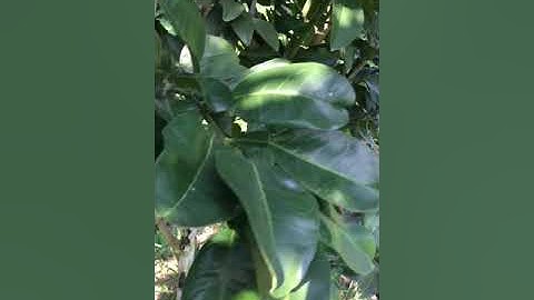 Bưởi Ruby Thái Lan (Tubtim Siam)- chăm sóc và những vấn đề gặp phải