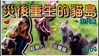 【魚乾】災後重生的貓島- 田代島，貓咪都好親人呀❤️