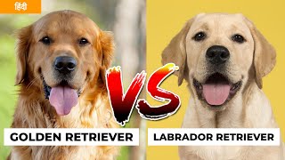 Golden Retriever Vs Labrador Retriever in Hindi | Dog VS Dog | PET INFO |  Best For You as Pet?