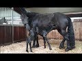 Newborn Friesian horse filly Jildou!