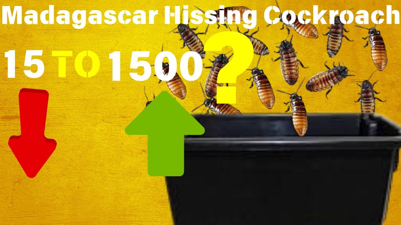Breeding Madagascar Hissing Cockroaches (How to Breed)