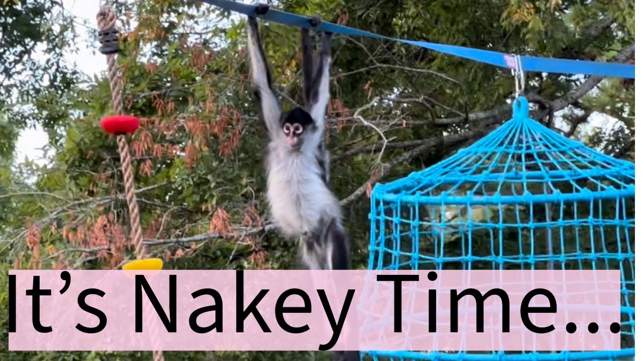 Обезьяны свободно играют на улице и познакомьтесь с другими нашими животными🩵 