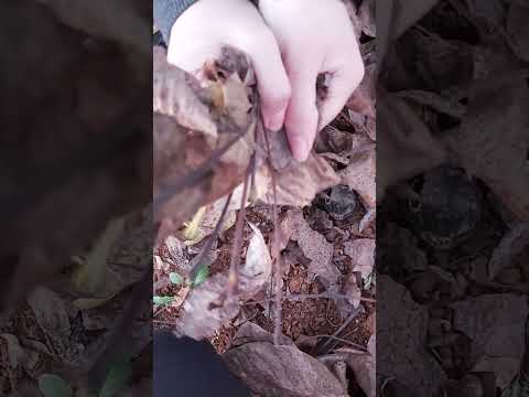 RELAXING DRY LEAF SOUND 🍂 (Rahatlatıcı kuru yaprak sesi)