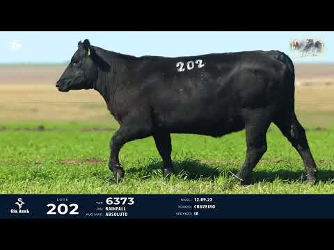 LOTE 202   TAT 6373 F Angus