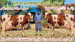 Rana Azan Dairy Farm | Biggest Red Fresian Cows Market | Khangar Doctor Pass Cows | 19 June 2026