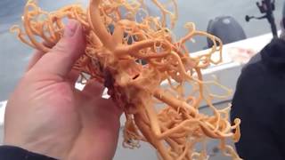 The rare Gorgonocephalus emerged from the depths of the ocean