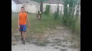 TITANIUM KILO KENNELS; CHAMPAGNE; XXL PITBULL; PLAYING; FAMILY; BLUE NOSE