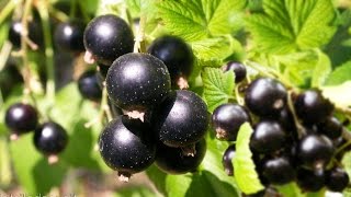 Чёрная смородина. Полезные, лечебные свойства, противопоказания, рецепты народной медицины Чёрная смородина. Полезные, лечебные свойства, противопоказания, рецепты народной медицины