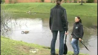 Canada Goose Egg Oiling Basics
