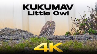Kukumav » Little Owl » Athene noctua
