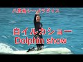 【八景島シーパラダイス・白イルカに乗った美女!】動物の森コラボ (Beautiful woman riding a beluga whale!)