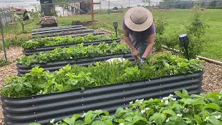 Relaxing Strawberry Pruning in Raised Beds | Ocean View Garden ASMR