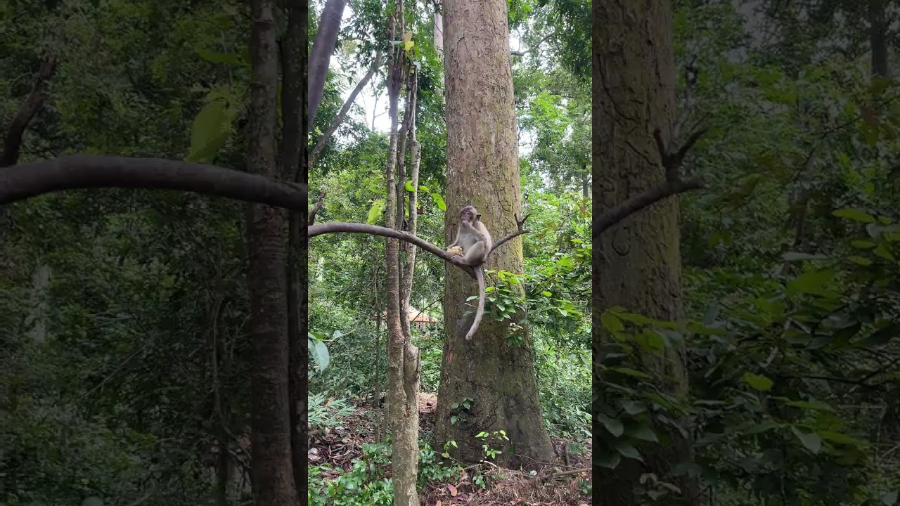 Human smiles as monkey eats beans.