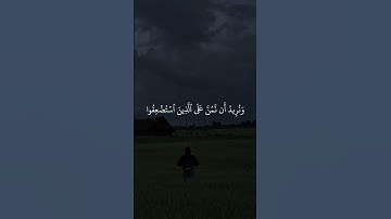 سورة القصص الاية ٥ بصوت الشيخ محمد صديق المنشاوي