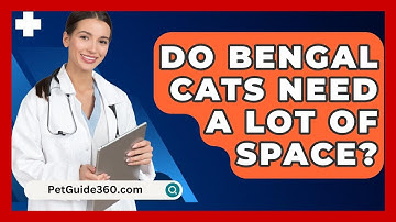 Do Bengal Cats Need a Lot of Space? - PetGuide360.com