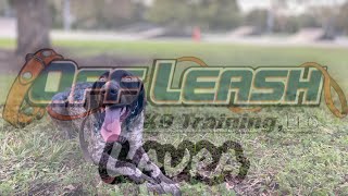 German shorthaired pointer, 6mo, female, named Pheonix by Off Leash K9 Training South Florida 60 views 1 year ago 5 minutes, 5 seconds