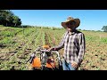 Capinando feijo com motocultivador veja como fao