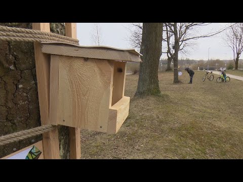 Video: Putnu barotavu veidi. Mājiņas putniem izgatavojam savām rokām