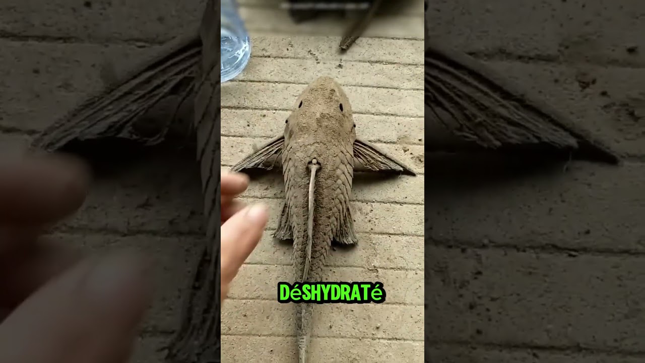 Ce poisson et Incoyable