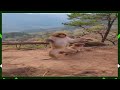 Funniest Monkeys, Best Video of 2021 Monkey Dance, Monkeys Limbs