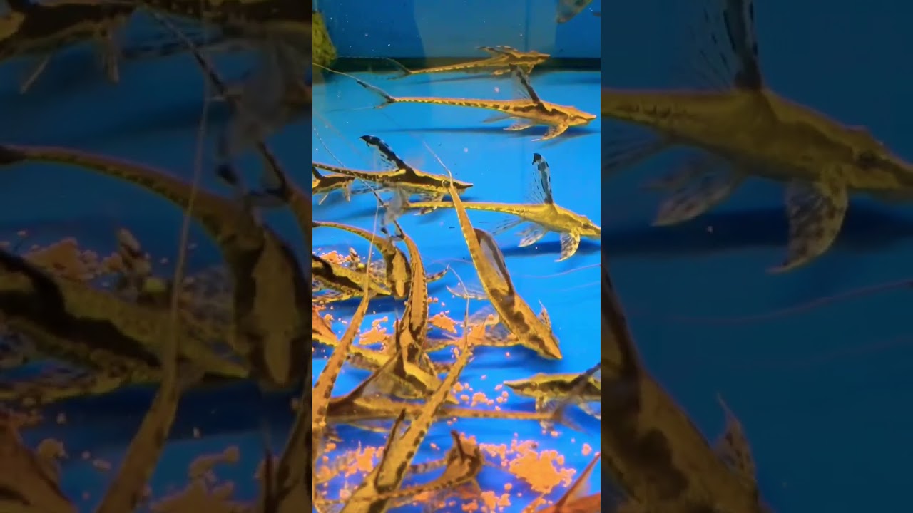 Лорикария кольчужный сом