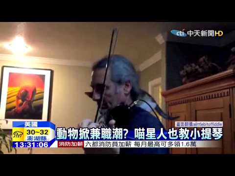 中天新聞》澳洲超萌無尾熊轉行 攝影魂大爆發
