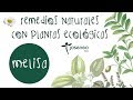 REMEDIOS NATURALES CON PLANTAS ECOLÓGICAS: MELISA