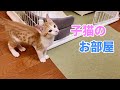 子猫のケージをリフォームしてみた 保護猫の成長記録と初老夫婦の日常
