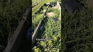 Veggie Patch before the revival!